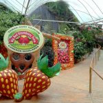 BIG REDSTRAWBERRY FARM